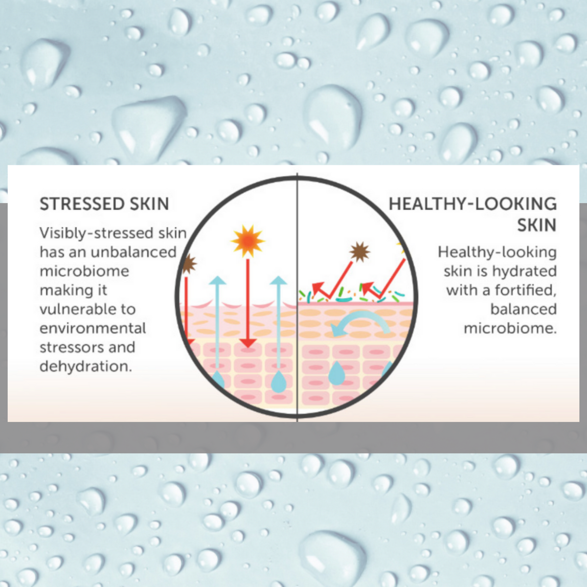 Microbiome Trio of Facial Wash, Facial Cream and Concentrate